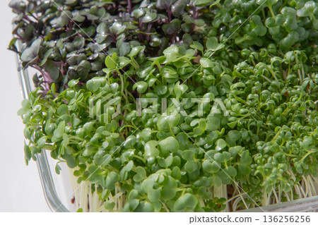 Sprout planting 136256256