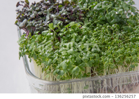 Sprout planting 136256257