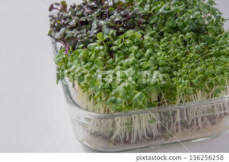 Sprout planting 136256258