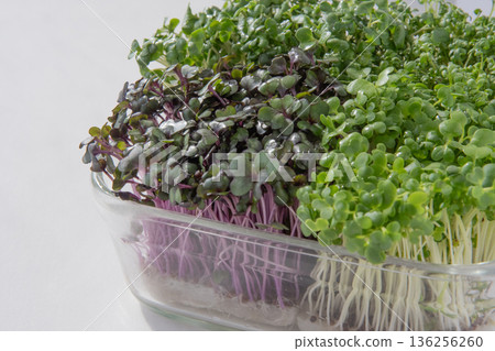 幼苗種植 幼苗種植 136256260