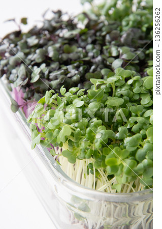 Sprout planting 136256262