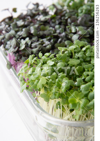 Sprout planting 136256263