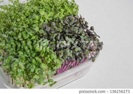 Sprout planting Sprout planting 136256273