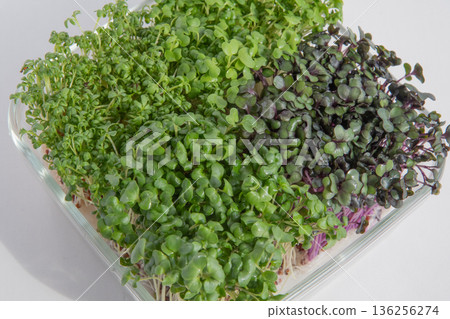 Sprout planting Sprout planting 136256274