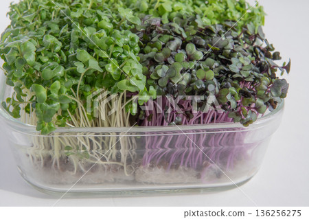 幼苗種植 136256275