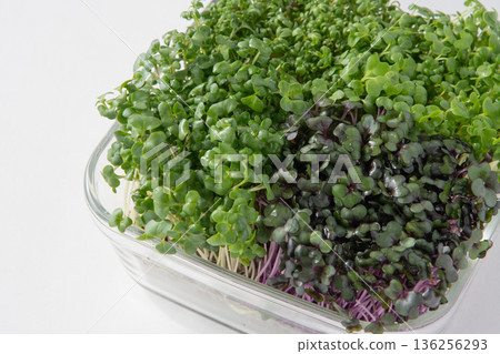 幼苗種植 136256293