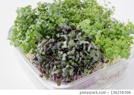 Sprout planting Sprout planting 136256306