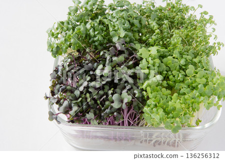 幼苗種植 136256312