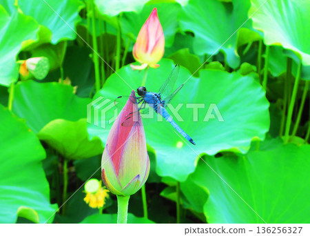 A mature male common skimmer resting on a lotus bud A mature male common skimmer resting on a lotus bud 136256327