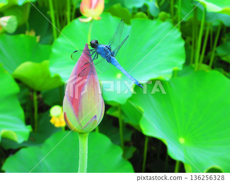 一隻成熟的雄性普通剪嘴鷗棲息在荷花花蕾上。 一隻成熟的雄性普通剪嘴鷗棲息在荷花花蕾上。 136256328