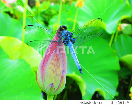 A mature male common skimmer resting on a lotus bud A mature male common skimmer resting on a lotus bud 136256329