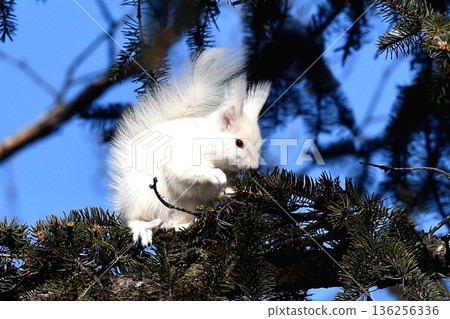 一隻北海道松鼠爬上一棵松樹尋找新芽。 136256336