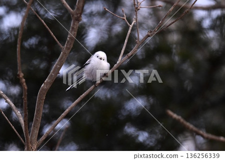 一隻長尾山雀棲息在樹上,目光溫柔。 一隻長尾山雀棲息在樹上,目光溫柔。 136256339