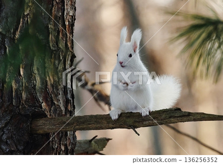 A Hokkaido squirrel looking around from the shade of a large tree A Hokkaido squirrel looking around from the shade of a large tree 136256352