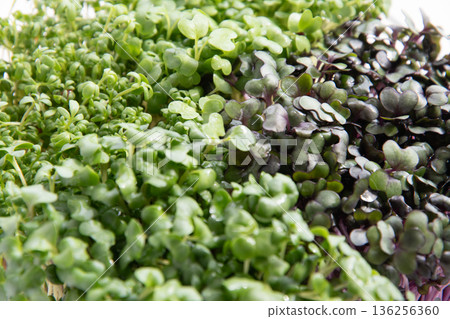 幼苗種植的特寫鏡頭 幼苗種植的特寫鏡頭 136256360