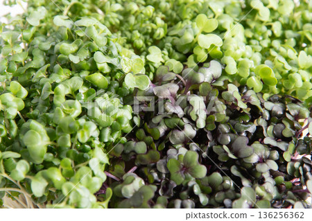 幼苗種植的特寫鏡頭 幼苗種植的特寫鏡頭 136256362