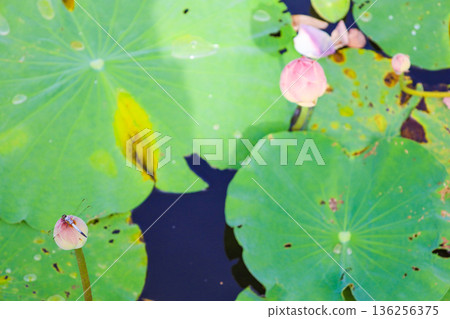 蓮花 蓮花 136256375