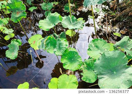 A pond lined with lotus leaves 136256377