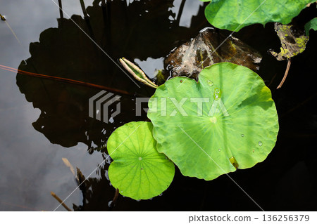 蓮花葉子漂浮在池塘里 136256379