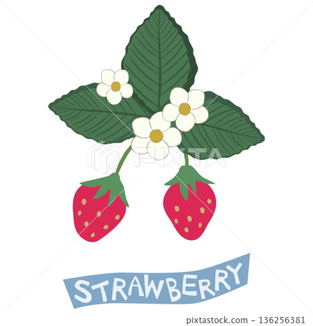 收穫前的草莓 收穫前的草莓 136256381