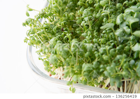 Close-up of cress sprouts Close-up of cress sprouts 136256419