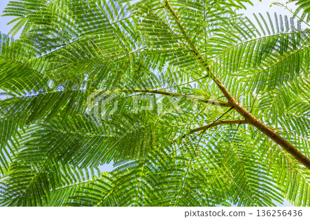 A landscape of fern leaves 136256436