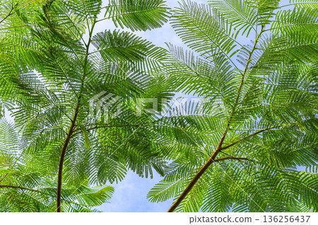 A landscape of fern leaves and blue sky A landscape of fern leaves and blue sky 136256437