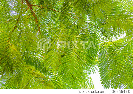 A landscape of fern leaves A landscape of fern leaves 136256438