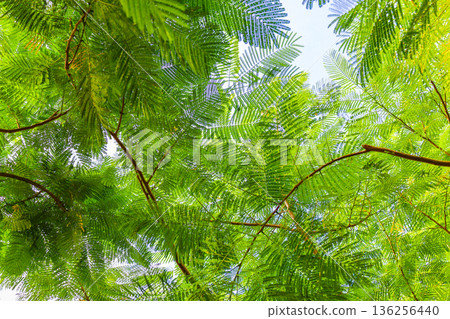 A landscape of fern leaves 136256440