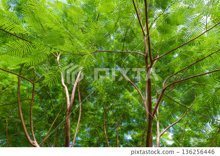A landscape of fern leaves A landscape of fern leaves 136256446