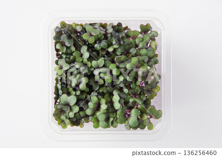 Packed red cabbage sprouts 136256460