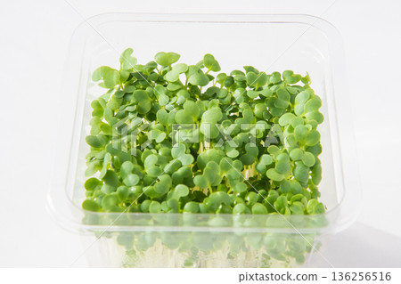Packed mustard sprouts Packed mustard sprouts 136256516