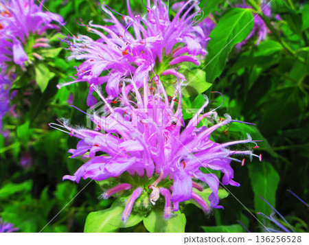 Landscape of Taimatsubana (modaruna) flowers Landscape of Taimatsubana (modaruna) flowers 136256528