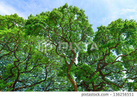 清新的綠色和藍天 清新的綠色和藍天 136256551