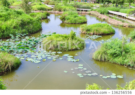 A park with a lotus pond 136256556