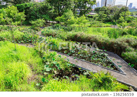 A park with a lotus pond 136256559