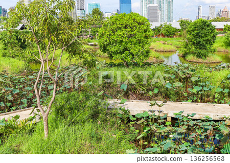 A park with a lotus pond A park with a lotus pond 136256568
