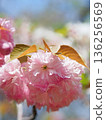 Double cherry blossoms 136256569