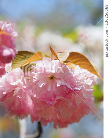 雙櫻花 雙櫻花 136256569