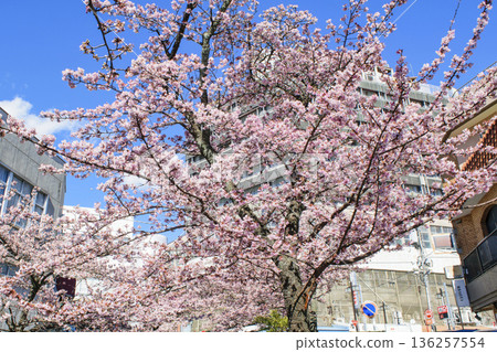 Atami City, Shizuoka Prefecture, Atami Sakura, Itokawa Promenade, Early February 136257554