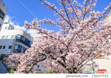 Atami City, Shizuoka Prefecture, Atami Sakura, Itokawa Promenade, Early February 136257555