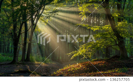 Sun Rays Through Forest Trees 136257705