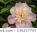 Pale pink peony in full bloom. 136257793