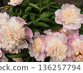 Pale pink peony in full bloom. 136257794