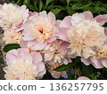 Pale pink peony in full bloom. 136257795