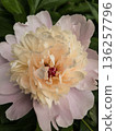 Pale pink peony in full bloom. 136257796