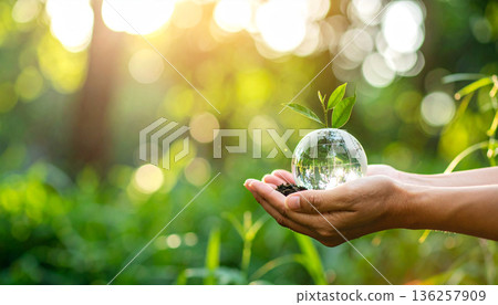 Green Plant Growing with Water Droplets in Nature Green Plant Growing with Water Droplets in Nature 136257909