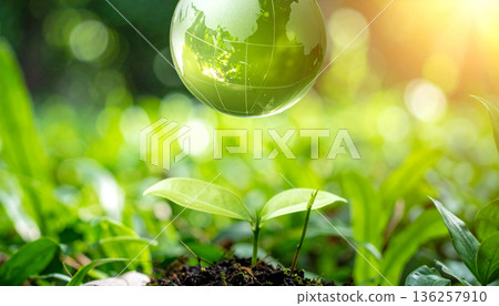 Green Plant Growing with Water Droplets in Nature Green Plant Growing with Water Droplets in Nature 136257910