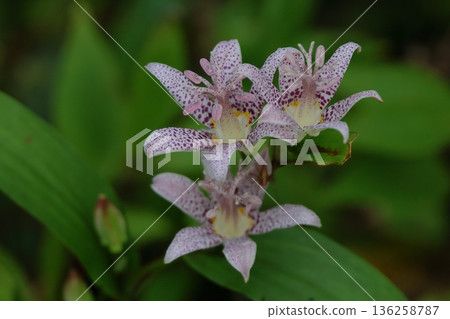  Flower garden 136258787