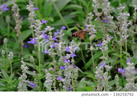 Flower garden Flower garden 136258792